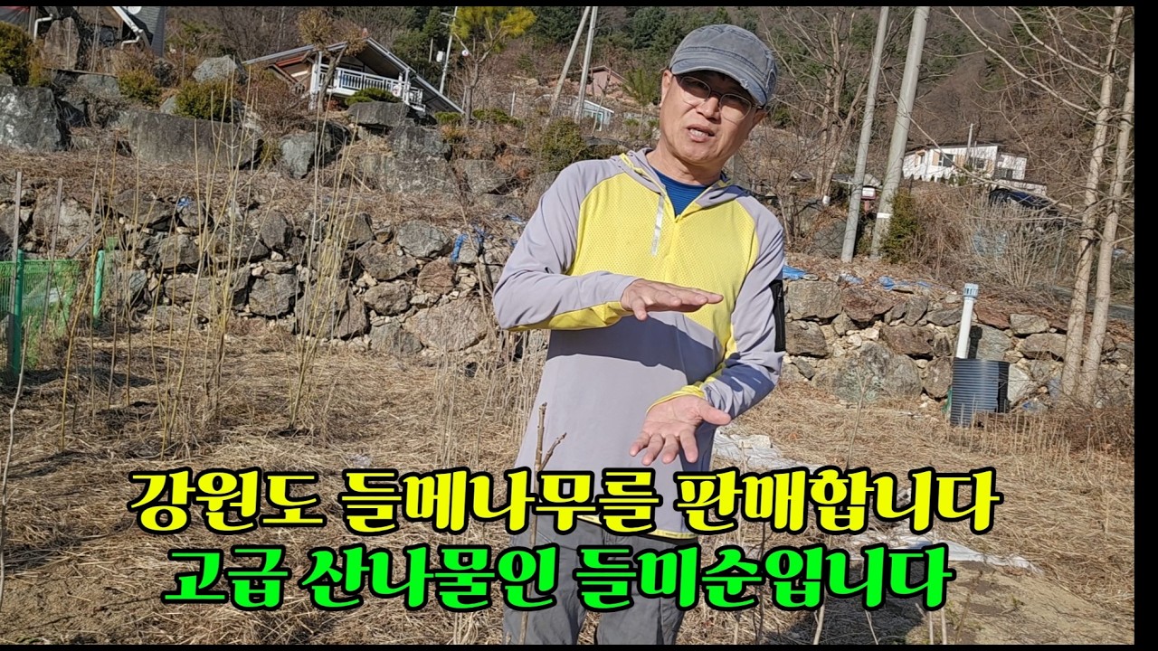 많은 분들에게 생소한 고급 산나물인 들메나무 묘목을 판매를 합니다