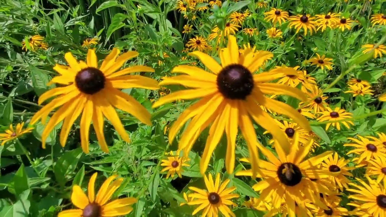#rudbeckia