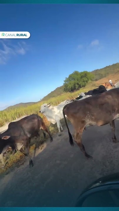 O condutor de um Porsche é cercado por uma boiada e o pior acontece
