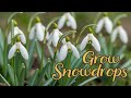 Snowdrops Are Tougher Than You Think