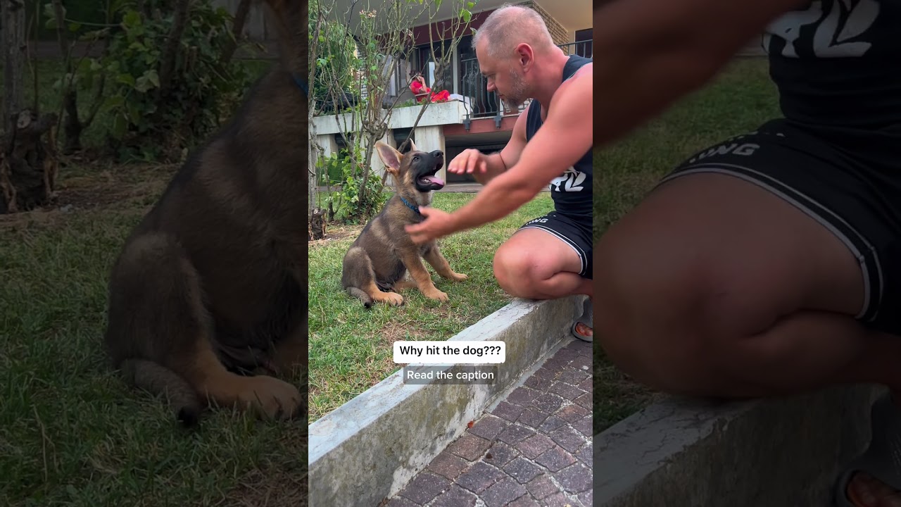 Biggest mistake in raising a dog.