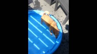 Dog tyson enjoying his pool