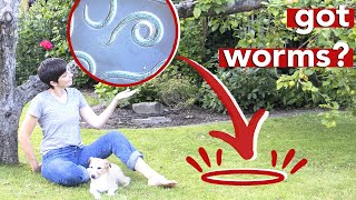 How to EASILY control ticks and fleas w/ BENEFICIAL NEMATODES by Micol And Other Animals 2,649 views 2 years ago 8 minutes, 15 seconds