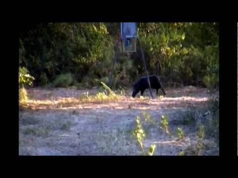 338-win-mag-vs-120lb-boar.wmv