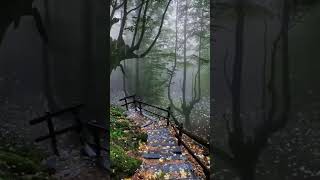 Nature Beauty 4K ❄️ | Heavy Snowfall in Foggy Forest 🌫️ Relaxing Winter Ambience (4K)