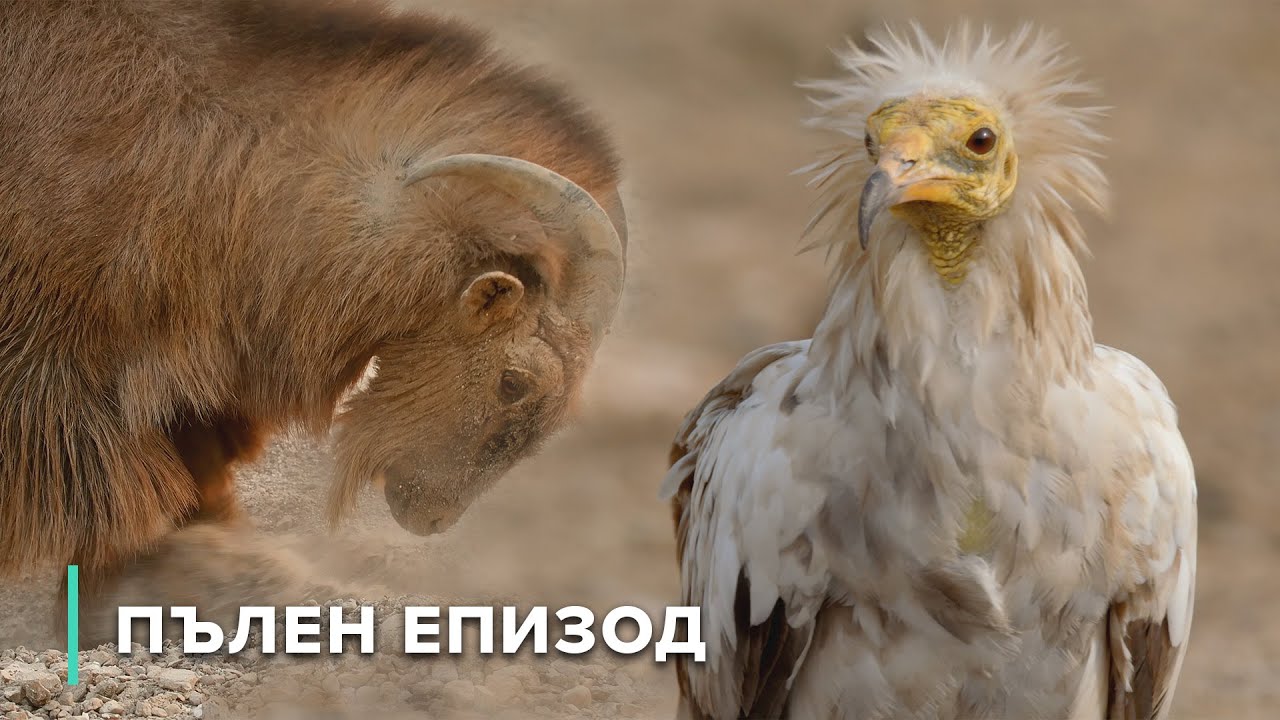 Живот между водата и небето: най-издръжливите същества на Арабия | Арабски горещини 104+105