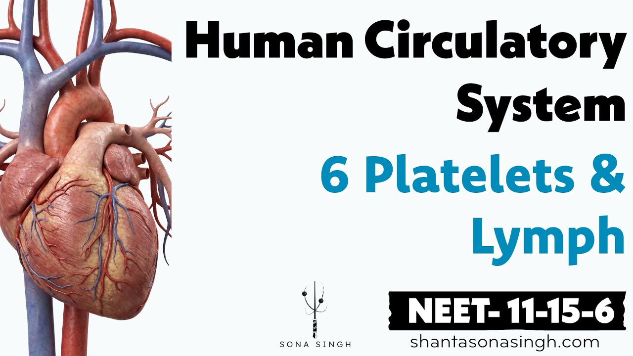 Platelets & Lymph | Human Circulatory System 6 | NCERT Mapped NEET Biology