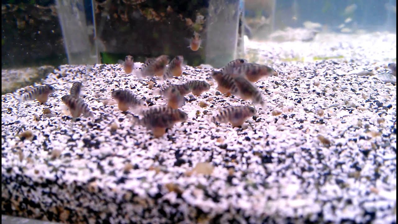 tropheus cichlid F1 Tropheus Sp. Black Pemba 