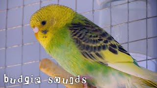 Budgies sounds to make them dance 🧡🤪