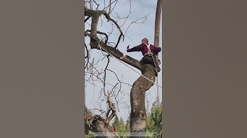 Half - Cut Then Rope - Pull : A Smart Tree - Felling Safety and Control Tactic