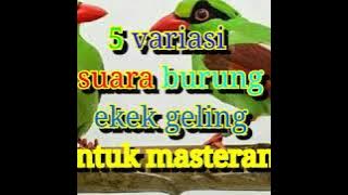 5 VARIASI KICAUAN BURUNG EKEK GELING UNTUK MASTERAN