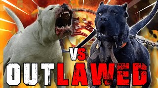 Dogo Argentino vs Presa Canario | Presa Canario vs Dogo Argentino | Powerful Guard Dog | Billa Boyka by BILLA BOYKA 6,077 views 1 year ago 6 minutes, 7 seconds