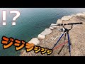 【離島生活】釣ってきたキスをエサにして放置したらドラグが止まらなくなった。