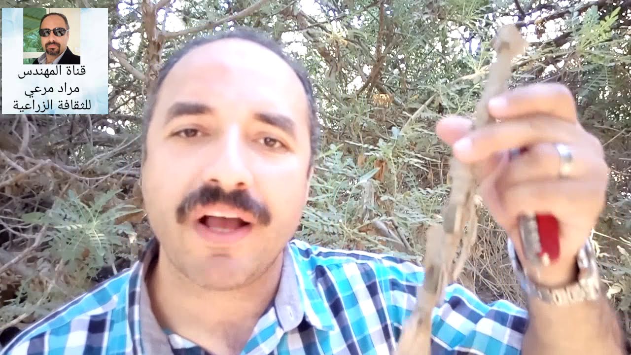 لبان دكر شجرة مباركة طرق تكاثر وتسميد ورى Boswellia Carterii حلقة 113