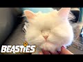 This Cat With No Eyes Is An Internet Sensation | BEASTIES