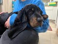 Black and Tan Coonhound puppies and our first week with Otis の動画、YouTube動画。