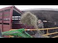 Loading Cattle To Go To The Processor