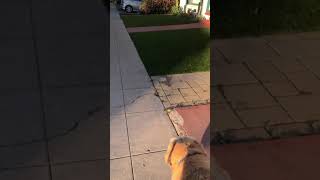 Approaching The Pee Patch To Check Peemail.