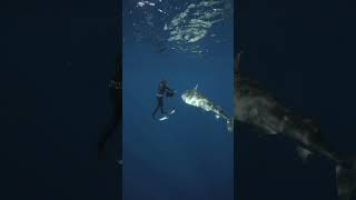 Shark Going Into Attack Mode!! #shark #sharks #tigershark 📷 of me by: mermaid.kayleigh