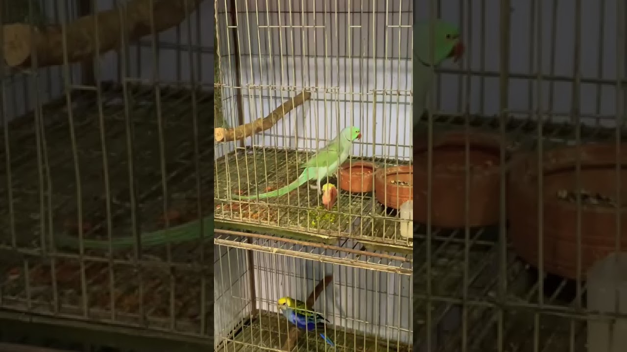 #ringneckparrot