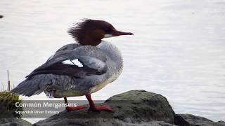 Common Mergansers