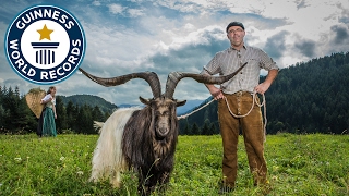 Largest horn span on a goat - Guinness World Records