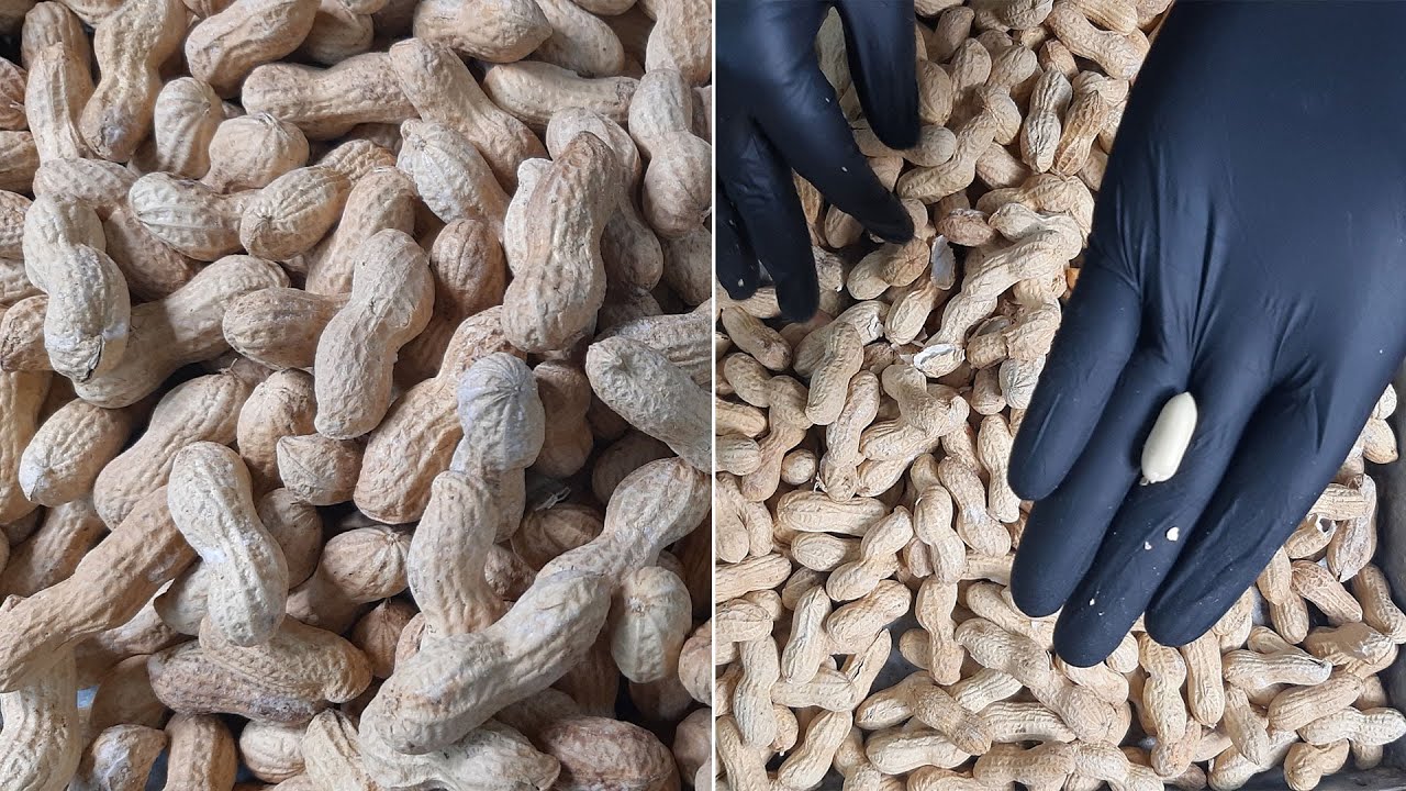 الطريقة الصحيحة لتحميص الفول السوداني المملح بقشره في المنزل بطريقة سهلة وسريعة