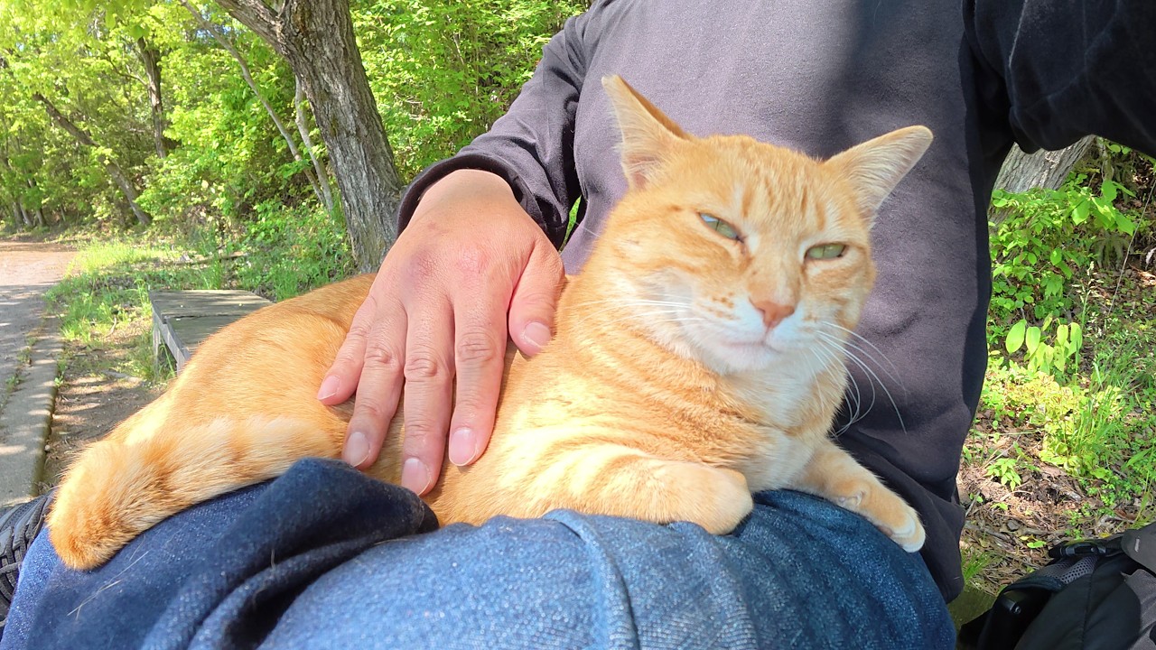 When I put the cat on my lap, he introduced me to his siblings