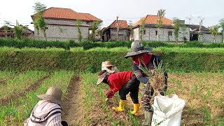 Very Beautiful Village, Gathering With Farmers In Madura Village, Rural Indonesia