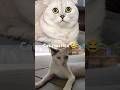#cat #catlover #funny #funnycats #sonya #funnyvideo #shorts #subscribe #collab #catreaction 🥰😂😅🥺😍🤩
