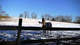 Thinking of Living in Greenfield Hill | Fairfield, CT