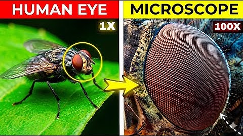 Hidden Things Only Seen Under a Microscope