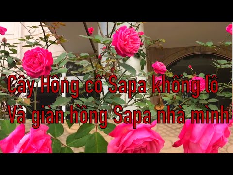 Video Cây hồng cổ Sapa khổng lồ và giàn hồng Sapa nhà mình -... - youtube
