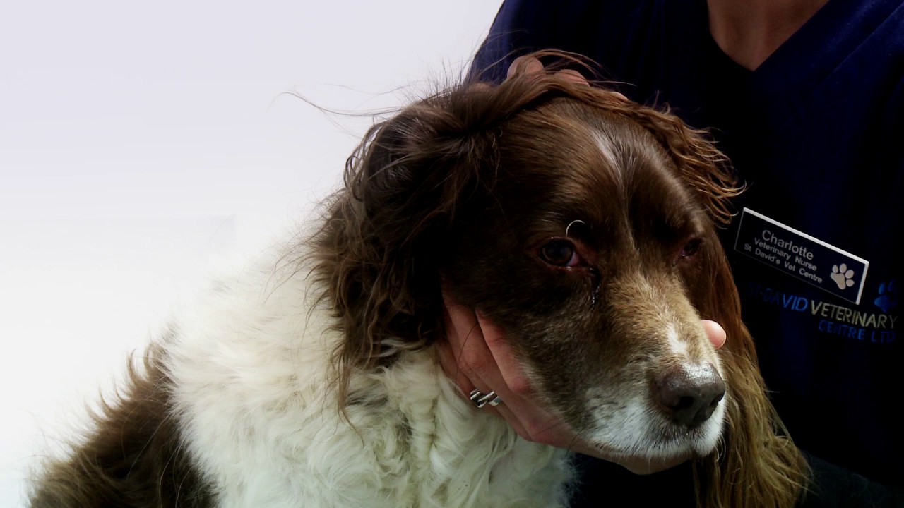 08 Dog How to administer ear drops to your dog YouTube