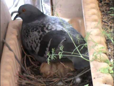 Гнездо сизого голубя. Голубь свил гнездо. Гнездо голубя. Голубь свил гнездо. Голубь свил гнездо.