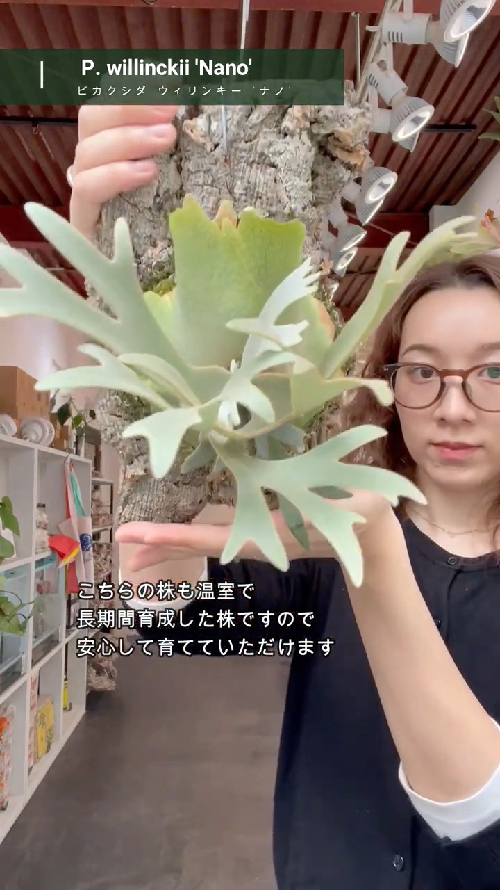 ビカクシダ #ウィリンキー #ナノ #platycerium #willinckii #nano