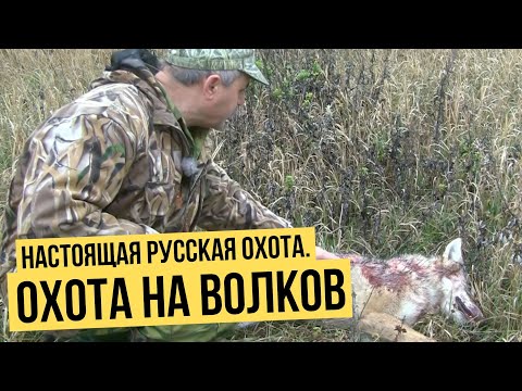 Настоящая русская охота // Охота на волков