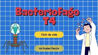 Ciclo de vida del Bacteriofago T4