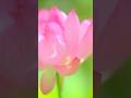 【蓮花 Lotus 大好き】  