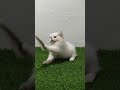 GOOD QUALITY FEMALE KITTEN AVAILABLE #kitten #cat #pets #cute #sales #kitty #love #explore #madurai
