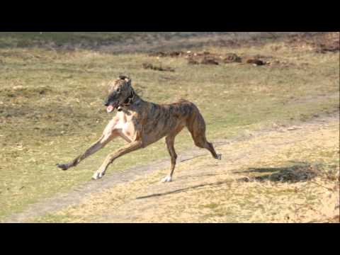 Galgo Boaz Music by Maria Dains Heart & Soul from ...