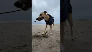 Whippet on a seaside beach dog walk #whippet #dog