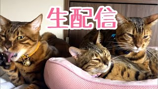 【ランチ生配信】実家から帰宅前に猫9匹と生配信します！