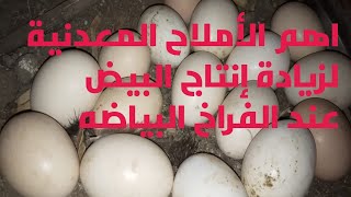 اهم الأملاح المعدنية لزيادة إنتاج البيض عند الفراخ البلدى