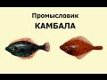 Русская Рыбалка 3.99 Промысловик 4 - Камбала