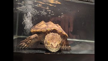 Cho rùa common x florida snapping mai vàng ăn tôm _ Let the yellow-shell turtle eat shrimp