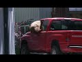 Bear climbs in truck window