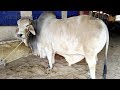 Full Collection Of MS Cattle Farm || Big Beautiful Bulls