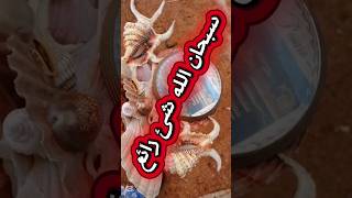 تشاهد شيء رائع سبحان الله