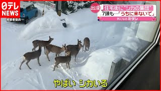 【ナゼ？】住宅街に鹿の群れ  札幌市
